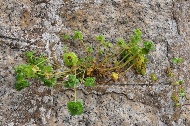 Lamium amplexicaule